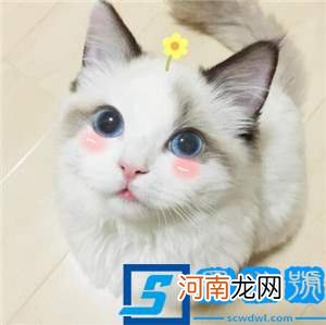 布偶猫的6大优点 布偶猫性格优点缺点