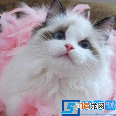 布偶猫的6大优点 布偶猫性格优点缺点