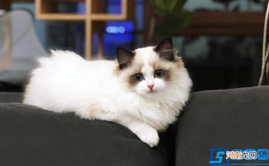 饲养布偶猫的6大方法 布偶猫的饲养方法和注意事项