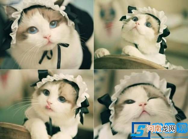 饲养布偶猫的6大方法 布偶猫的饲养方法和注意事项