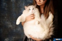 饲养布偶猫的6大方法 布偶猫的饲养方法和注意事项