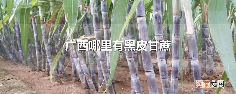 广西哪里有黑皮甘蔗