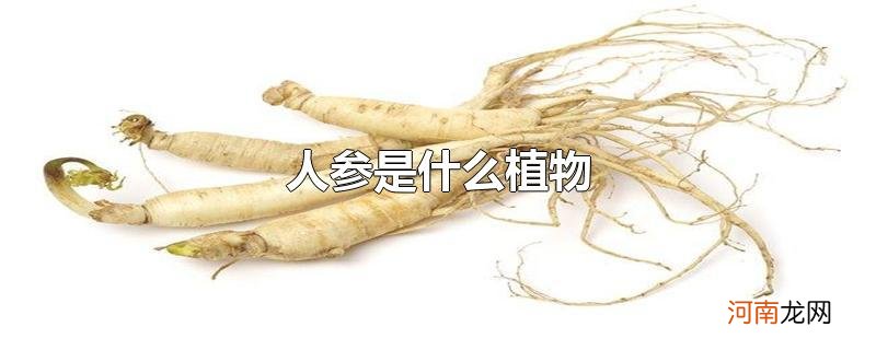 人参是什么植物