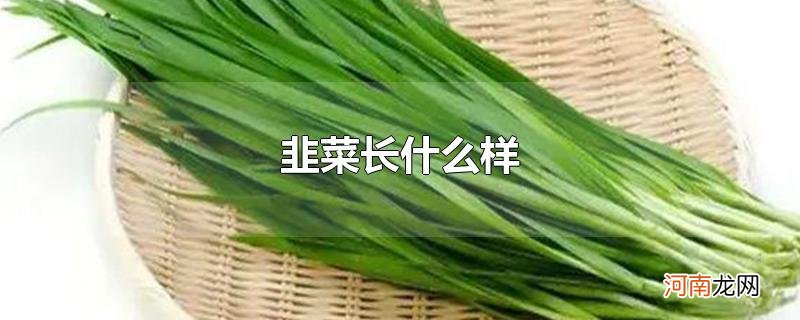 韭菜长什么样