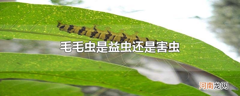 毛毛虫是益虫还是害虫