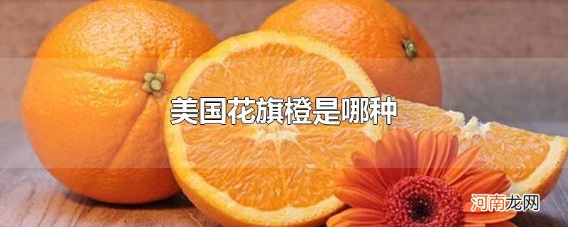 美国花旗橙是哪种