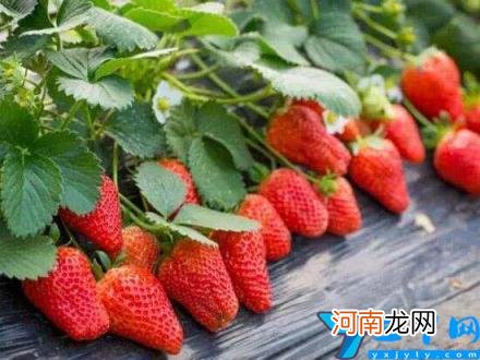 保存草莓新鲜的方法 草莓如何保存新鲜
