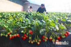 唐山农业创业扶持政策 唐山创业孵化基地政策