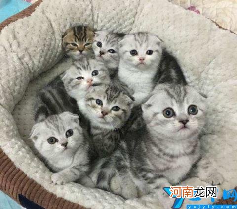 折耳蓝猫价格大概多少钱一只 一只蓝猫折耳猫大概要多少钱