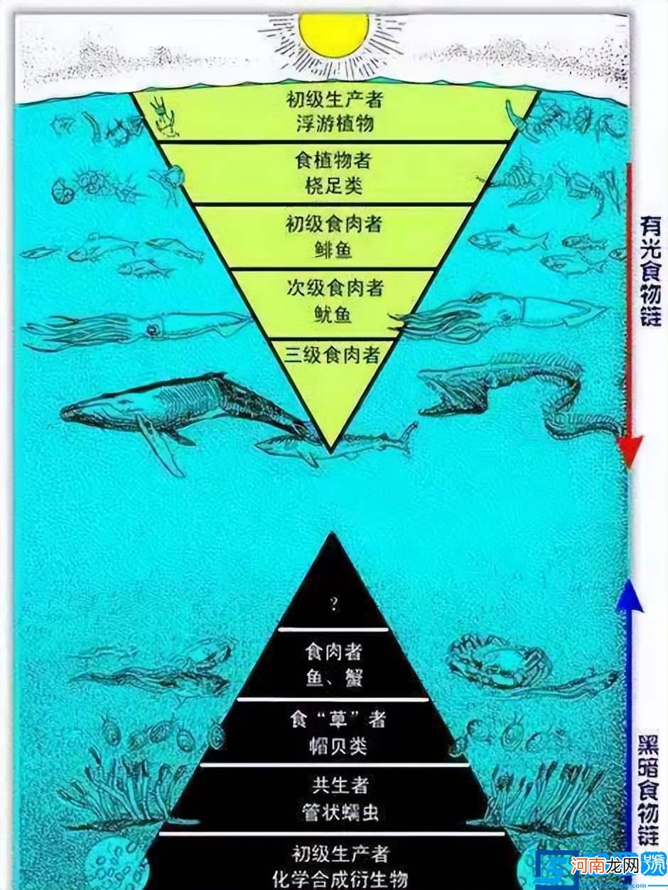 鬼鲨鱼是什么样子的？专家：鬼鲨！为何深海鱼大都很丑