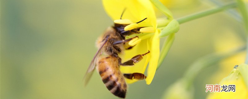 制造蜂蜡的是哪种蜜蜂 蜂蜡是什么蜜蜂制作的