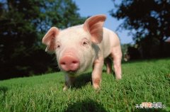 新手养猪怎么起步 一年养50头猪赚多少钱
