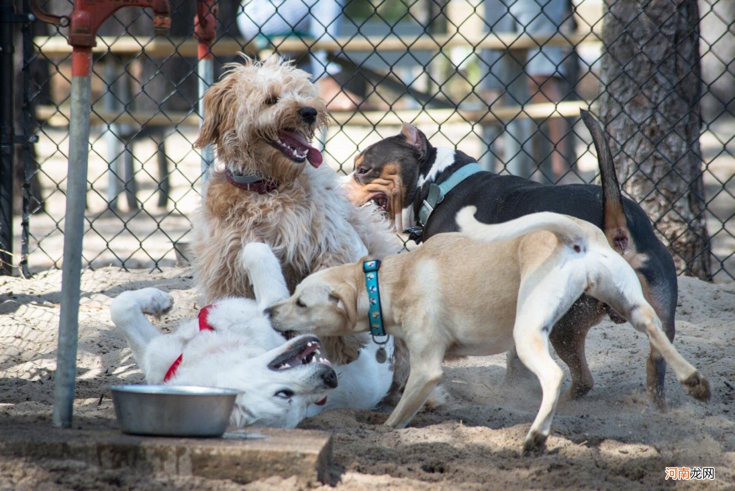 拉布拉多犬的优缺点 拉布拉多幼犬价格多少钱一只