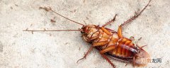 蟑螂以什么为食物 蟑吃什么食物