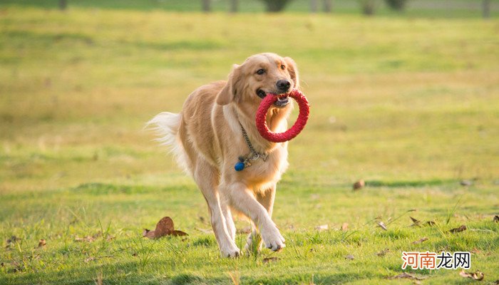 大丹犬的优缺点 大丹犬的优点和缺点有哪些