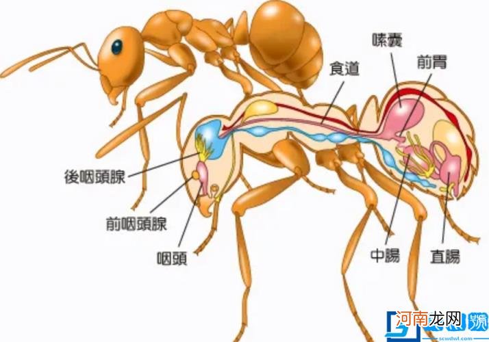 蚂蚁是昆虫的判断依据 蚂蚁是不是昆虫类