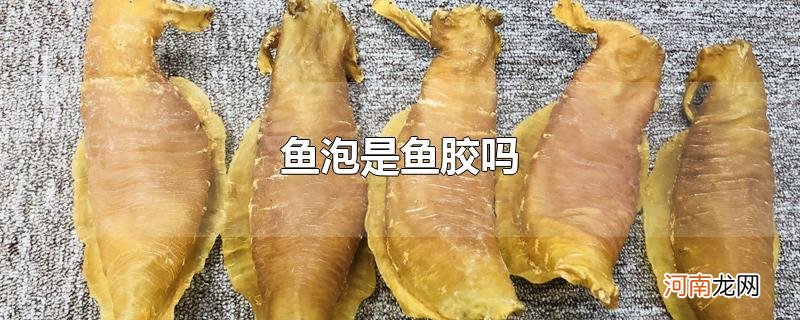 鱼泡是鱼胶吗