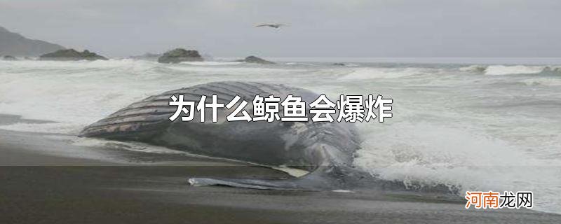 为什么鲸鱼会爆炸
