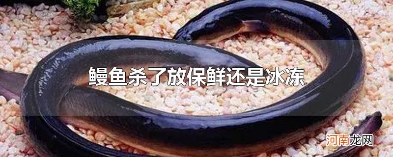 鳗鱼杀了放保鲜还是冰冻