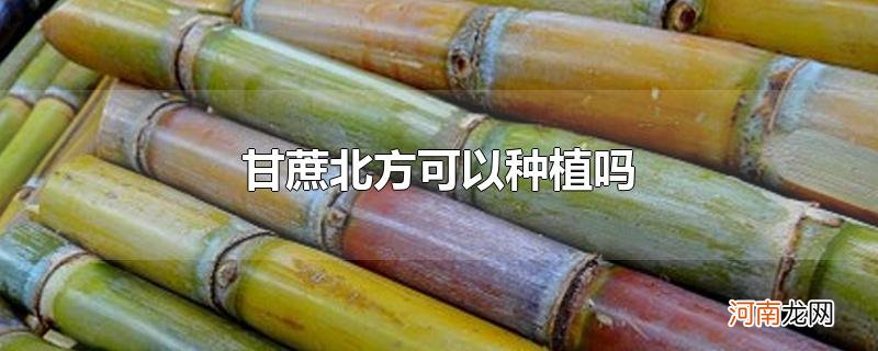 甘蔗北方可以种植吗