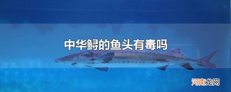 中华鲟的鱼头有毒吗