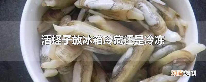 活蛏子放冰箱冷藏还是冷冻