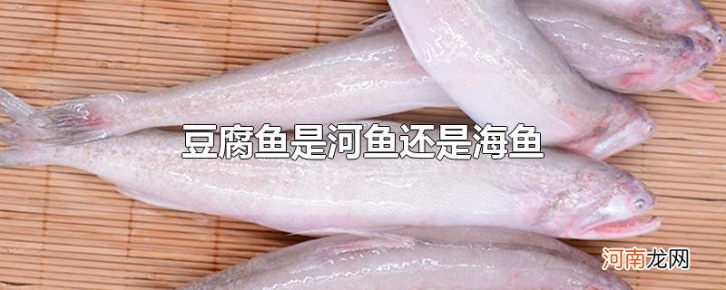 豆腐鱼是河鱼还是海鱼