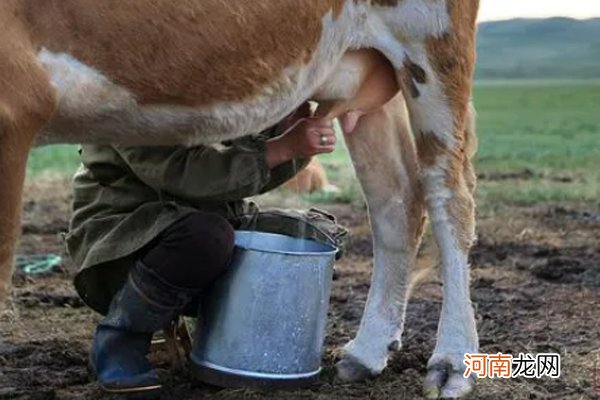 水牛奶跟一般的牛奶有什么区别 喝哪种牛奶比较好