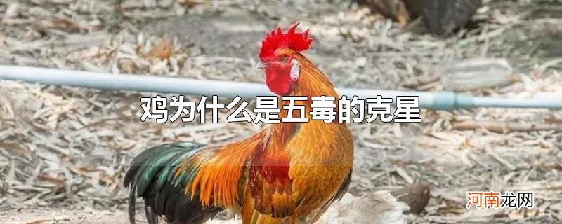 鸡为什么是五毒的克星