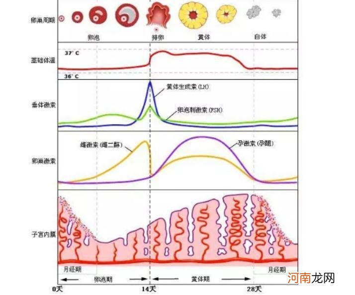 女性哪几天最容易怀孕 女人最容易怀孕的是哪几天