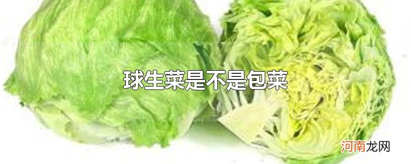 球生菜是不是包菜