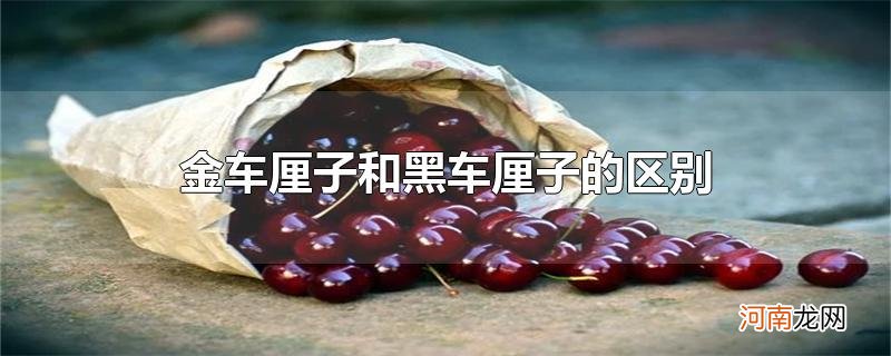 金车厘子和黑车厘子的区别