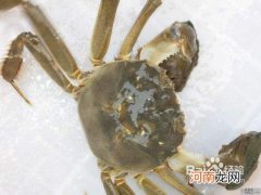 螃蟹如何保存 处理好的螃蟹如何保存