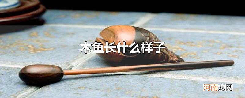 木鱼长什么样子