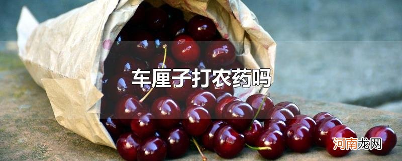 车厘子打农药吗