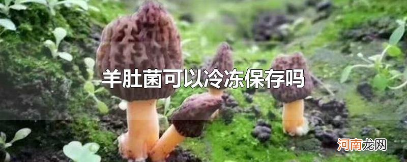 羊肚菌可以冷冻保存吗