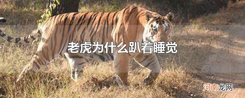 老虎为什么趴着睡觉