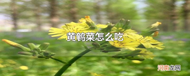 黄鹌菜怎么吃