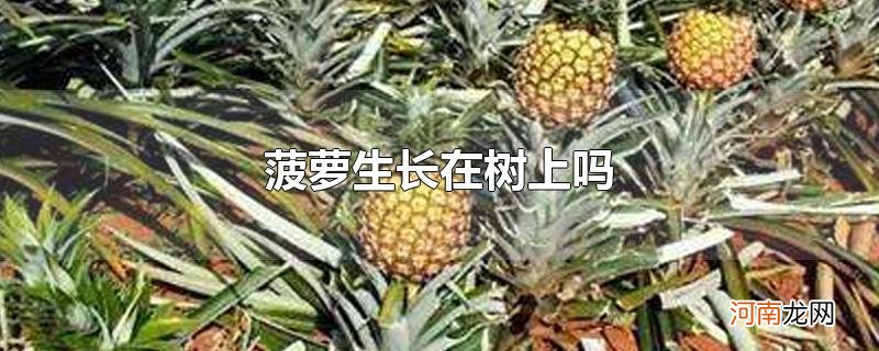 菠萝生长在树上吗