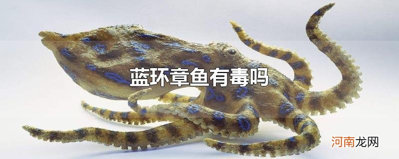 蓝环章鱼有毒吗