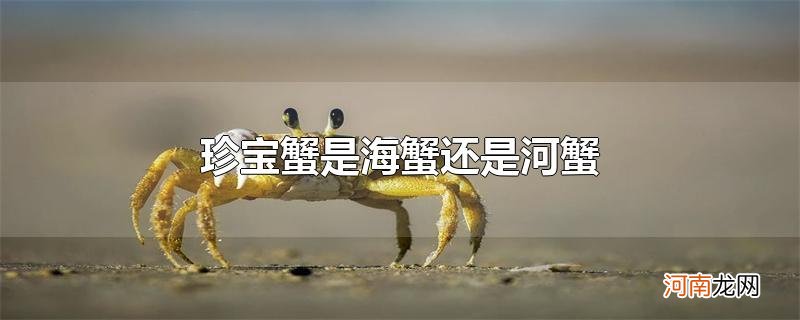 珍宝蟹是海蟹还是河蟹