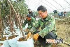 汝阳县扶持农民搞创业 汝阳县农村集体经济组织