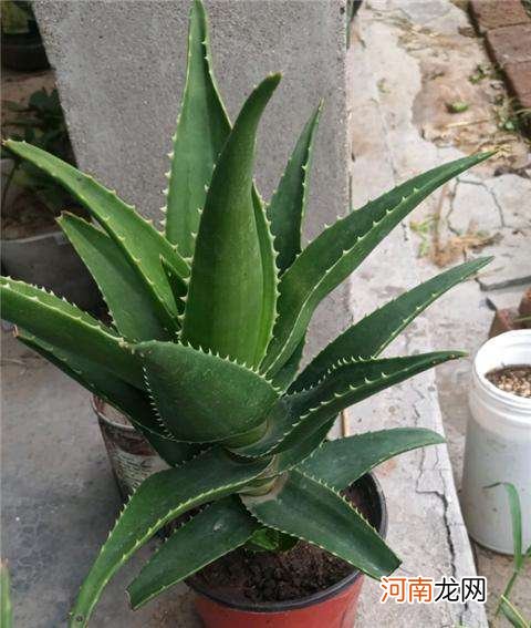 芦荟怎么养 芦荟怎么养才能更旺盛