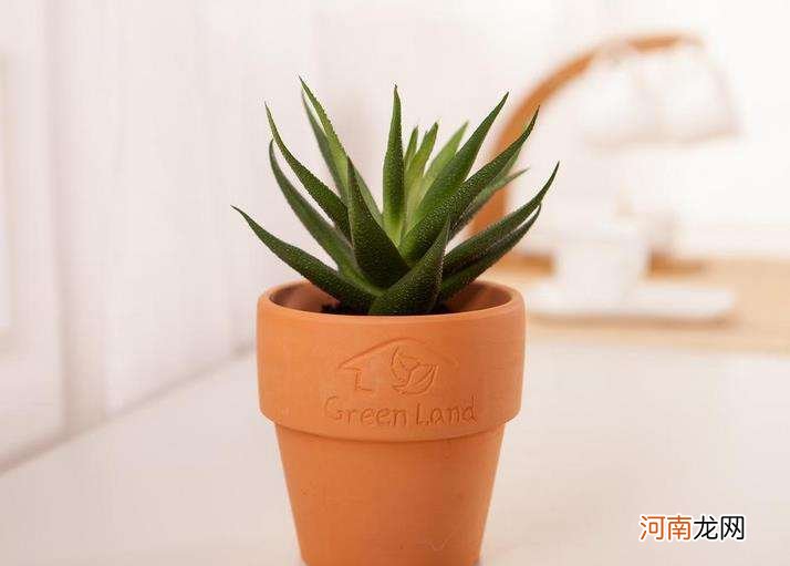 芦荟怎么养 芦荟怎么养才能更旺盛