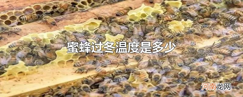 蜜蜂过冬温度是多少