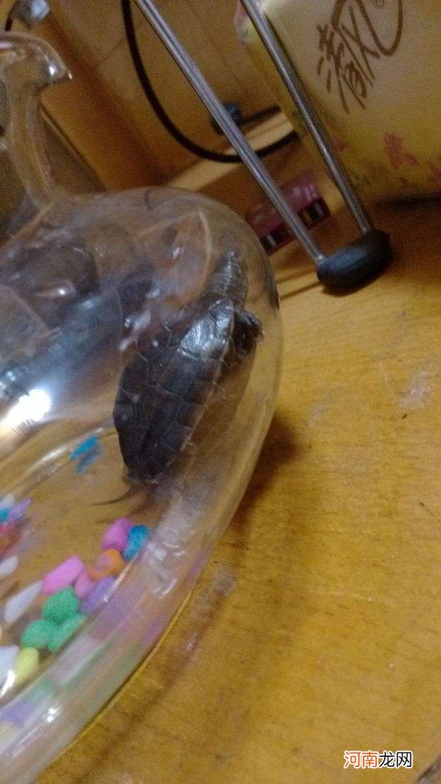 小乌龟不吃东西怎么办 天气太热小乌龟不吃东西怎么办