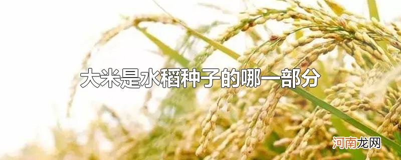 大米是水稻种子的哪一部分