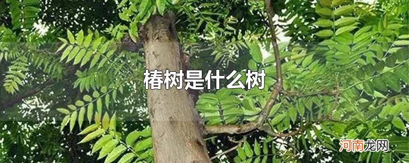 椿树是什么树