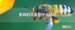蜜蜂的天敌是什么动物