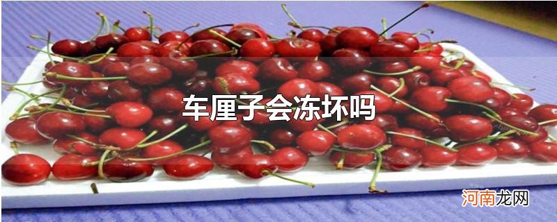 车厘子会冻坏吗